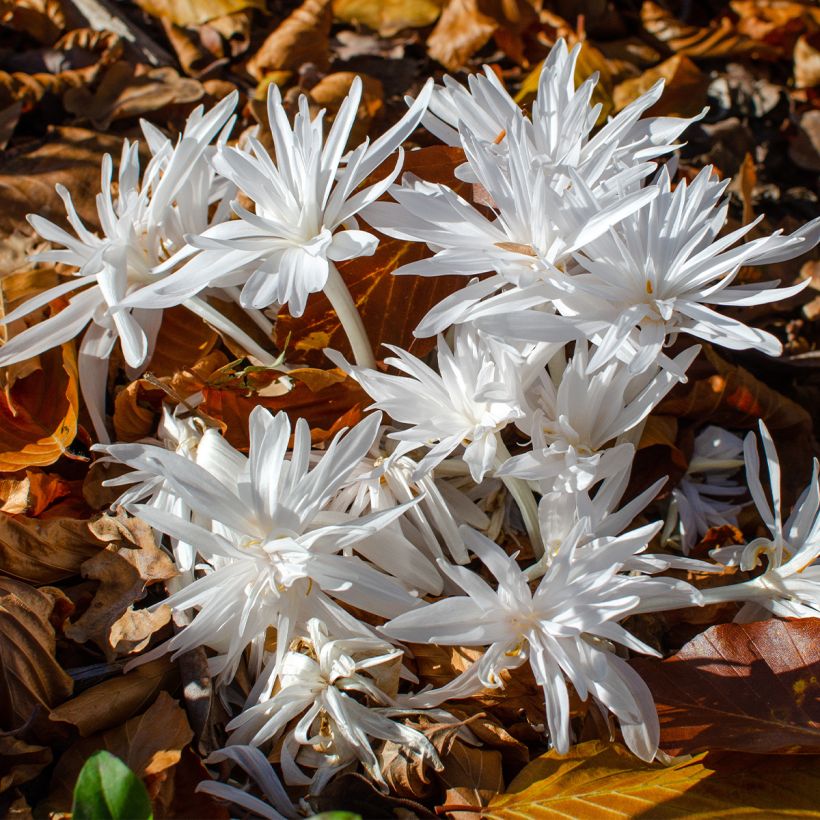 Colchicum autumnale Alboplenum - Herfsttijloos (Groeiplaats)
