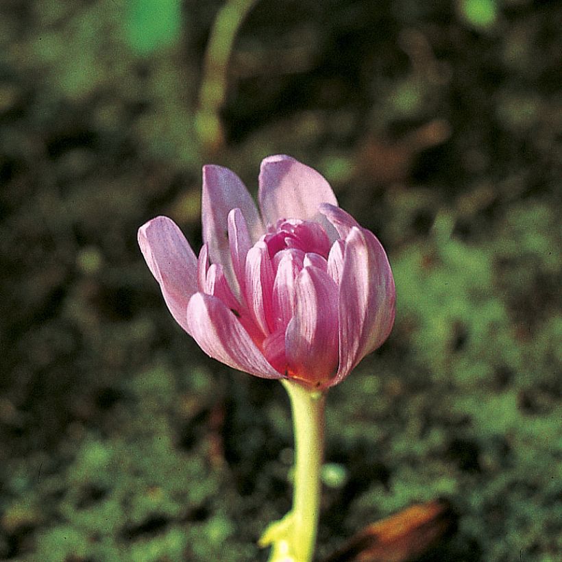Colchicum autumnale Pleniflorum - Herfsttijloos (Bloei)