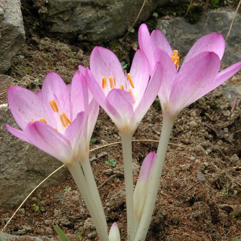 Colchicum Lilac Wonder - Herfsttijloos (Bloei)