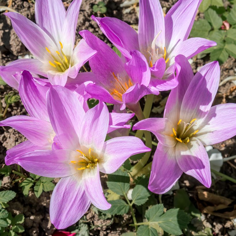 Colchicum speciosum - Herfsttijloos (Bloei)