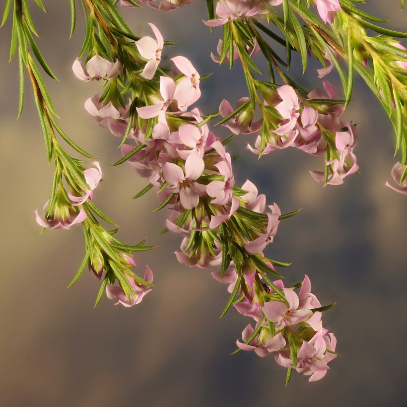 Coleonema pulchrum - Confettistruik (Bloei)