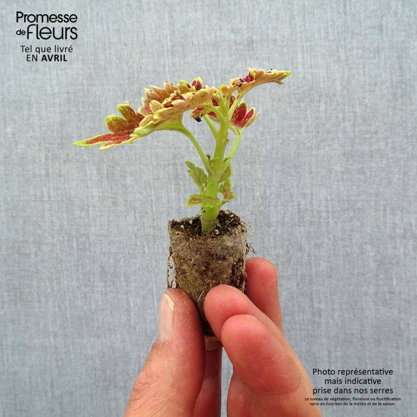 Exemplaar van Coleus Copinto Cuba Libre - Siernetel Mini-mot Ø 3/4 cm zoals geleverd in de lente