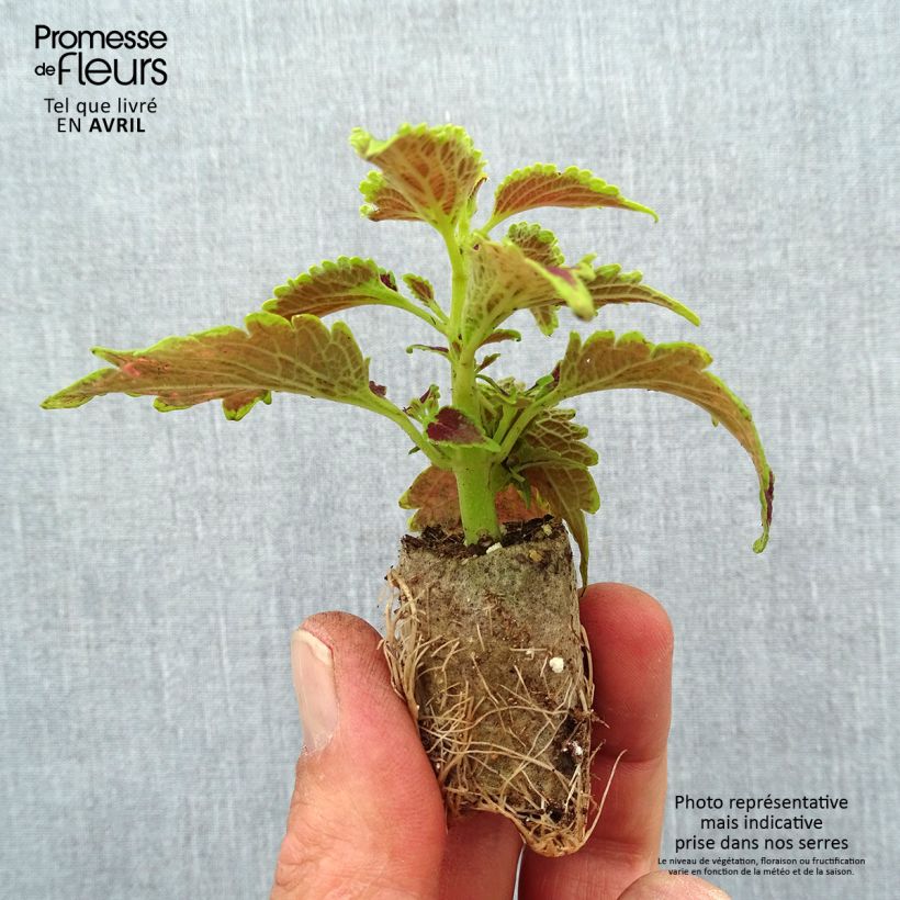 Exemplaar van Coleus Copinto Daiquiri - Siernetel Mini-mot Ø 3/4 cm zoals geleverd in de lente