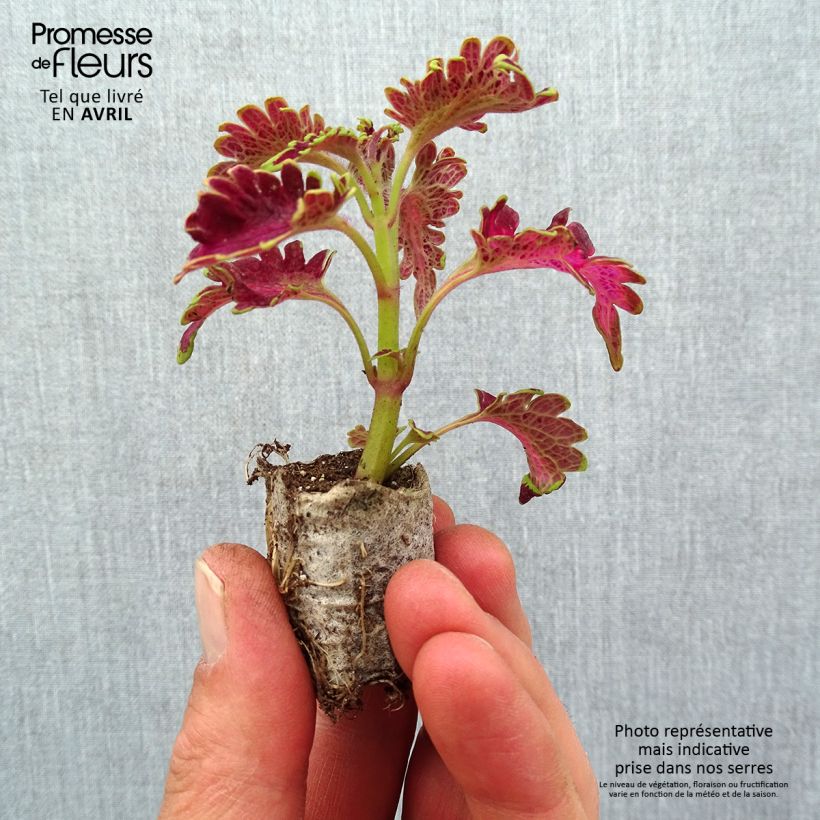 Exemplaar van Coleus Copinto Planter's Punch - Siernetel Mini-mot Ø 3/4 cm zoals geleverd in de lente