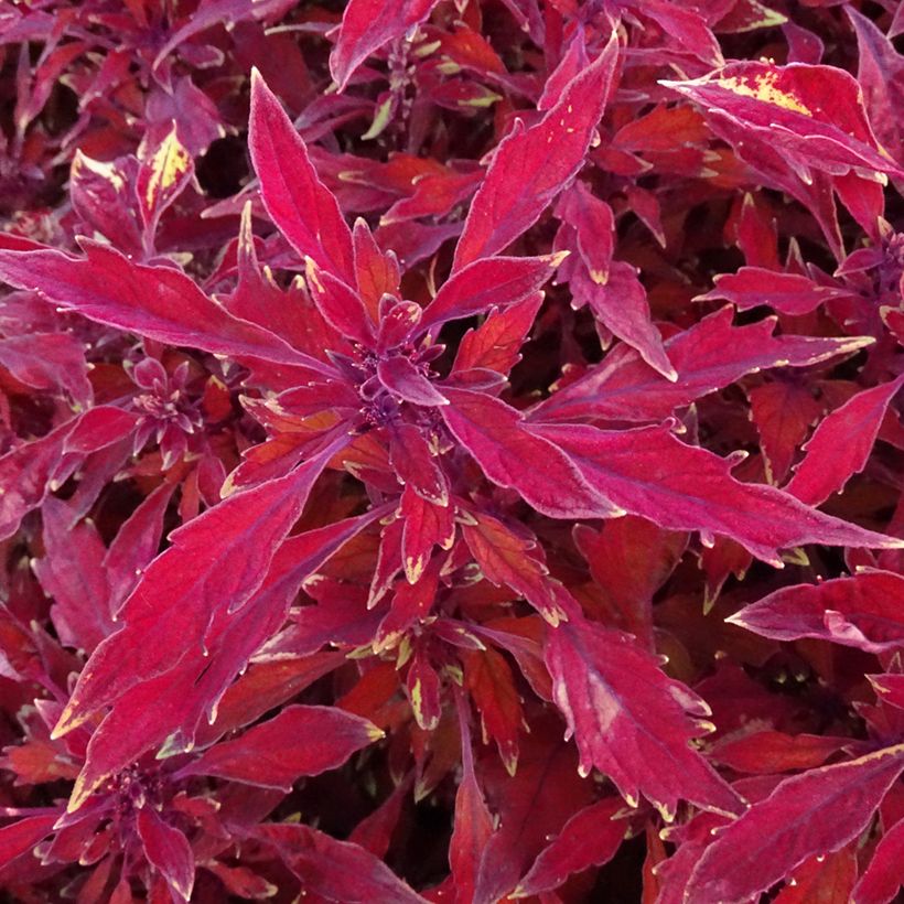 Coleus FlameThrower Salsa Roja - Siernetel (Blad)