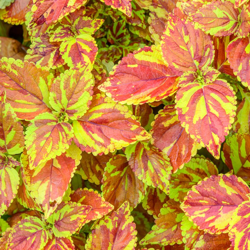 Coleus Golden Freckles - Siernetel (Blad)