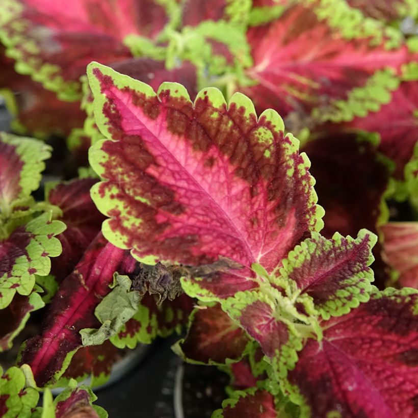 Coleus Le Freak - Siernetel (Blad)