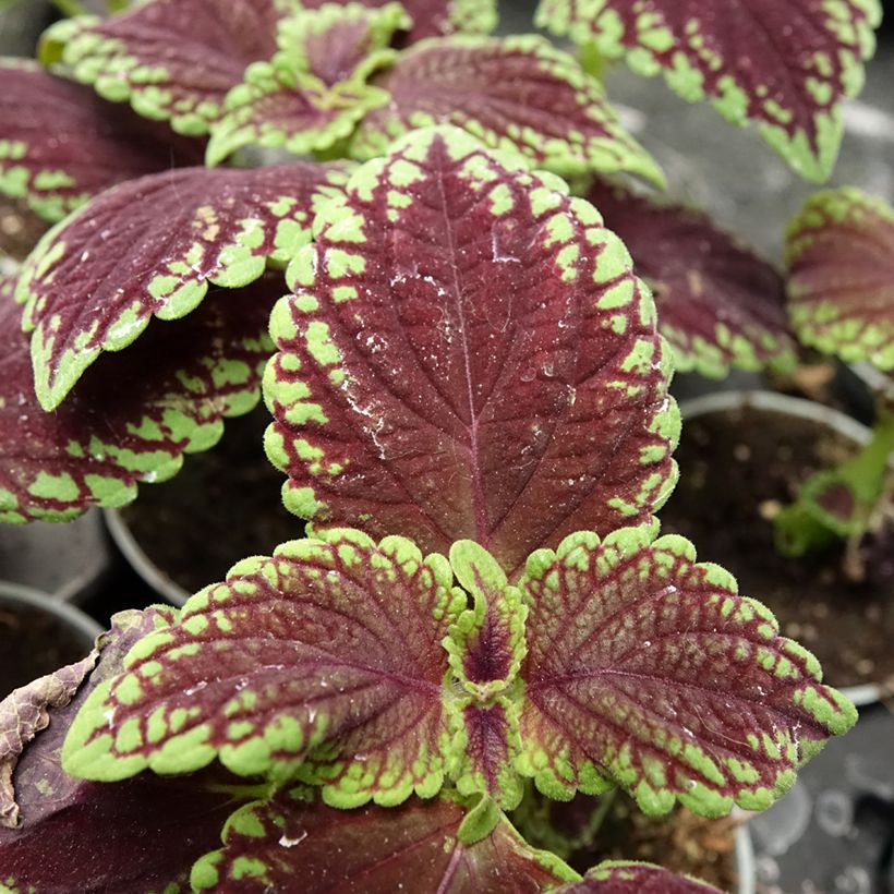 Coleus Abbey Road - Siernetel (Blad)