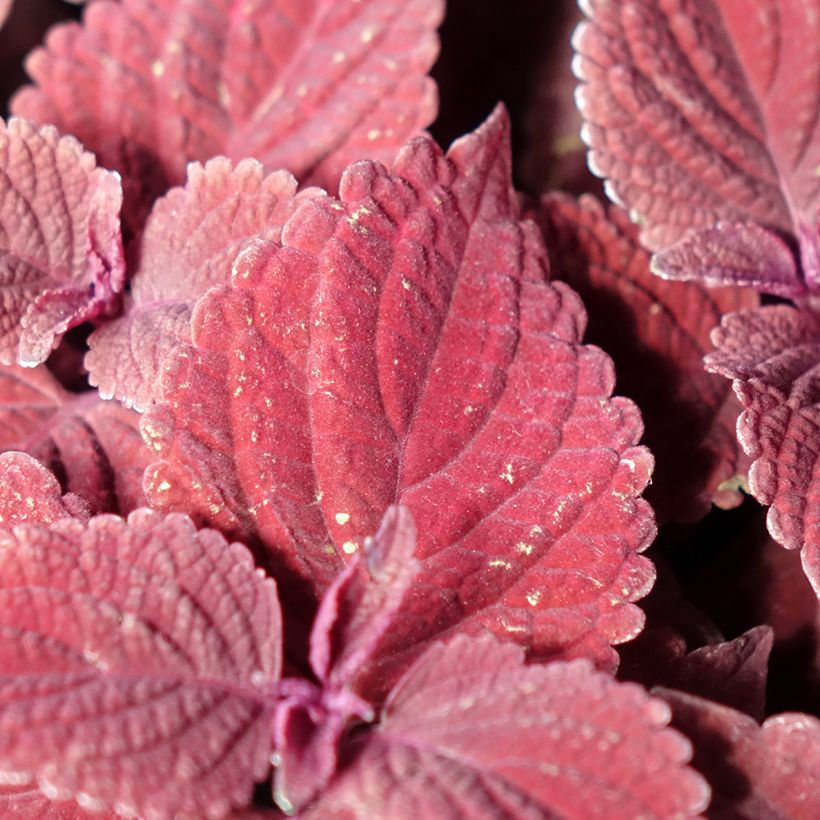 Coleus Second Street - Siernetel (Blad)