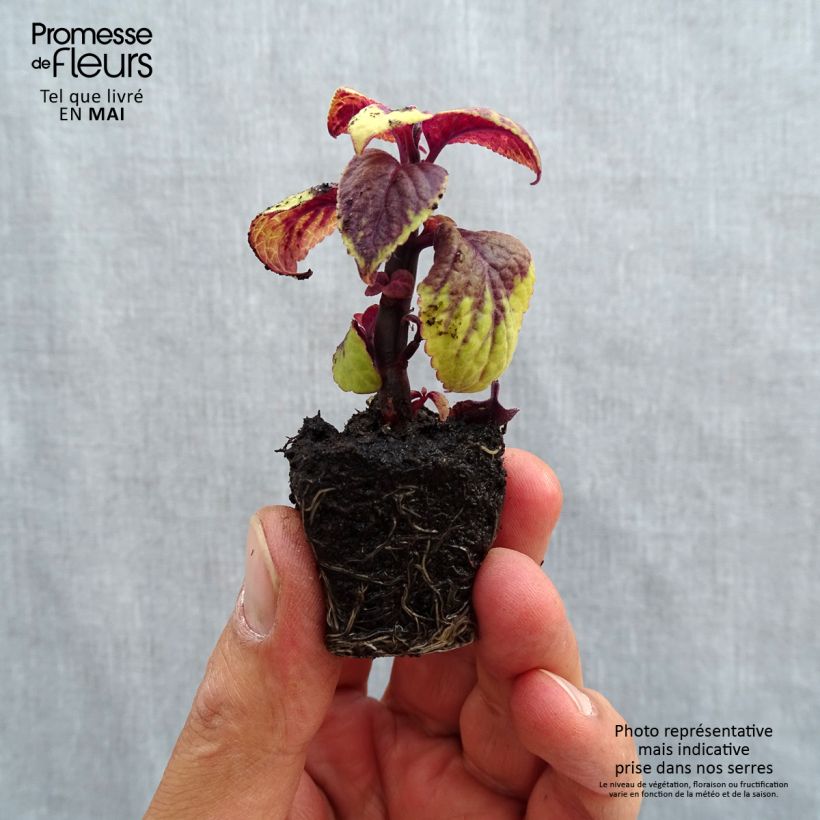 Exemplaar van Coleus Pineapple Surprise - Siernetel Mini-mot Ø 3/4 cm zoals geleverd in de lente