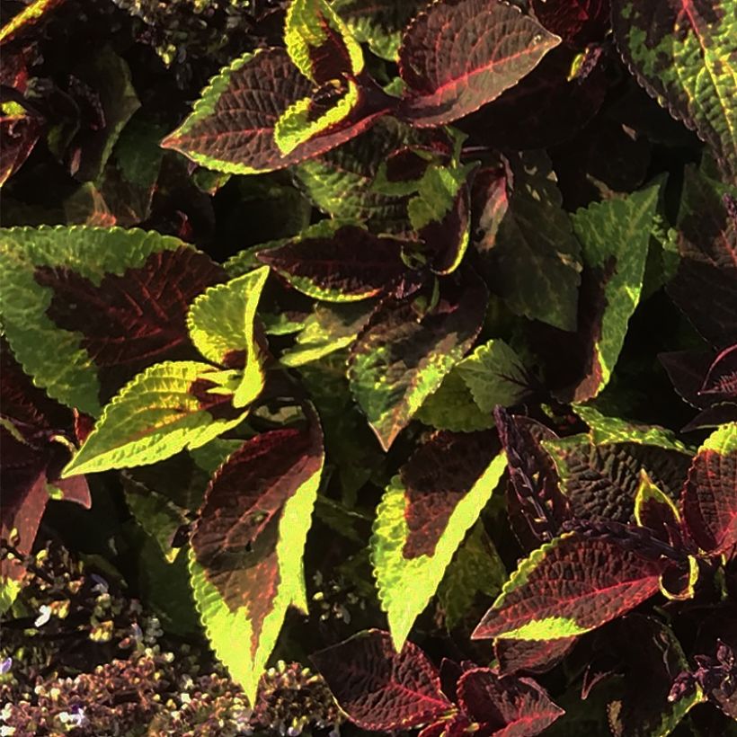 Coleus Pineapple Surprise - Siernetel (Blad)