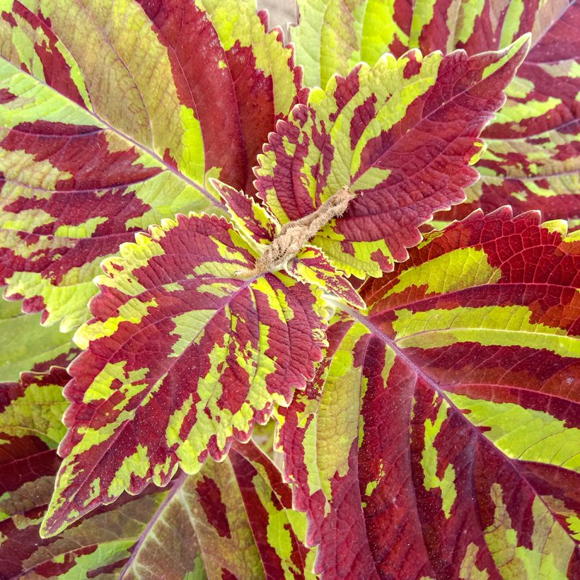 Coleus Premium Sun Mighty Mosaic - Siernetel (Blad)