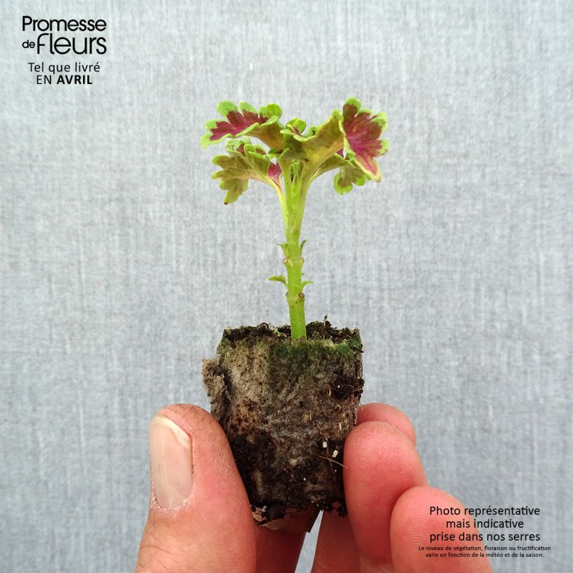 Exemplaar van Coleus Ruffles Copper - Siernetel Mini-mot Ø 3/4 cm zoals geleverd in de lente