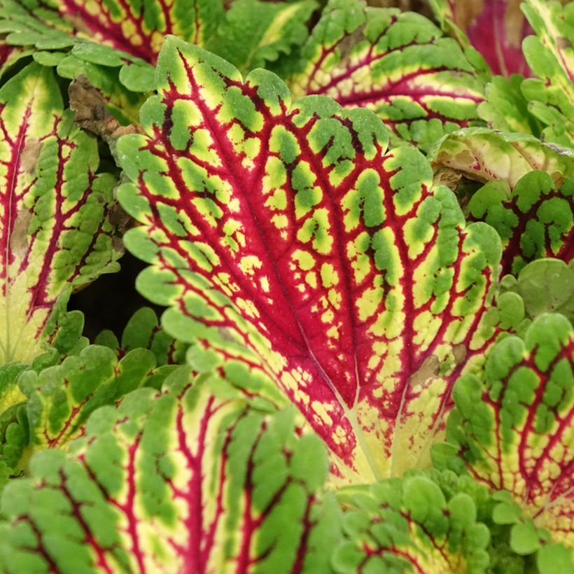 Coleus Spacecake - Siernetel (Blad)