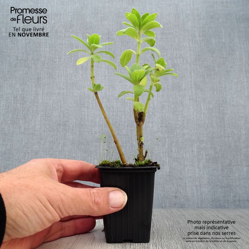Exemplaar van Kattenschrik - Plectranthus caninus Kweekpotje van 7/8 cm zoals geleverd in de herfst