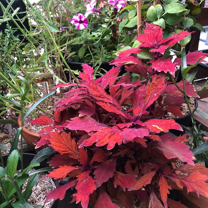 Coleus FlameThrower Habanero - Siernetel (Groeiplaats)