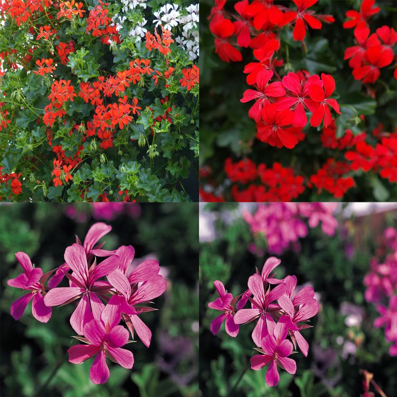 Collectie 10 Balkongeraniums Rood en Roze (Bloei)