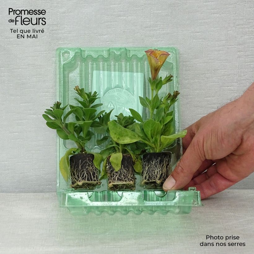 Exemplaar van Collectie 3 Petunia's Beautical - Petchoa hybrida zoals geleverd in de lente