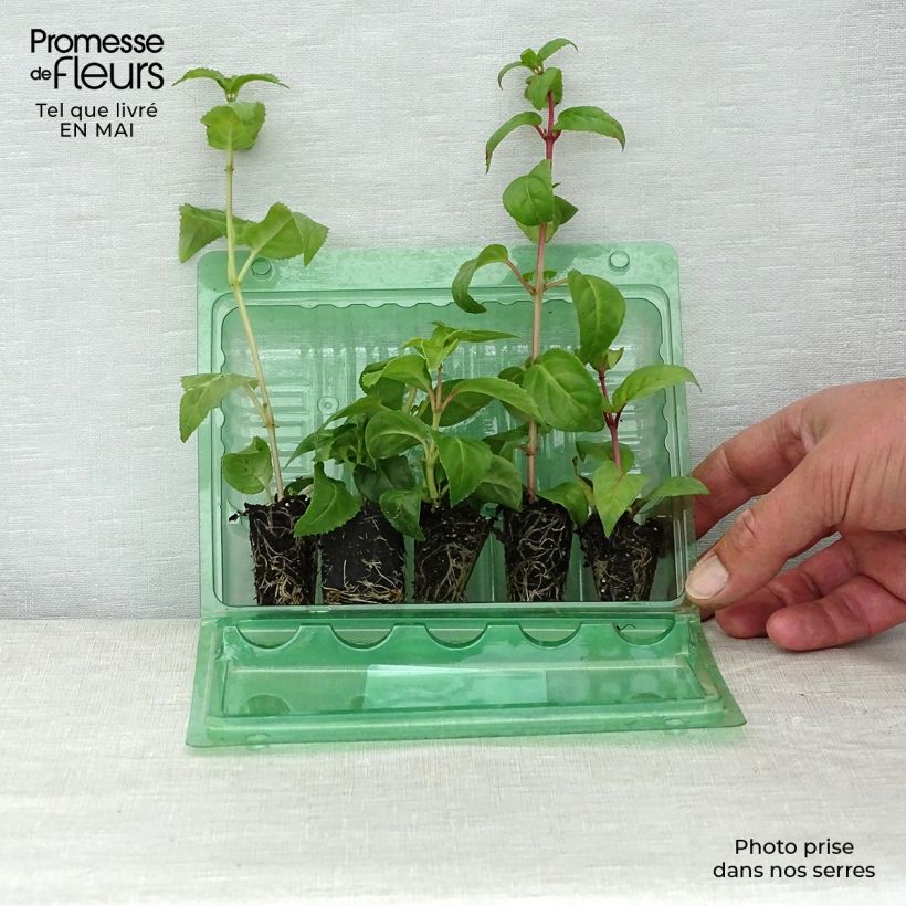 Exemplaar van Collection 5 Fuchsias retombants assortis zoals geleverd in de lente