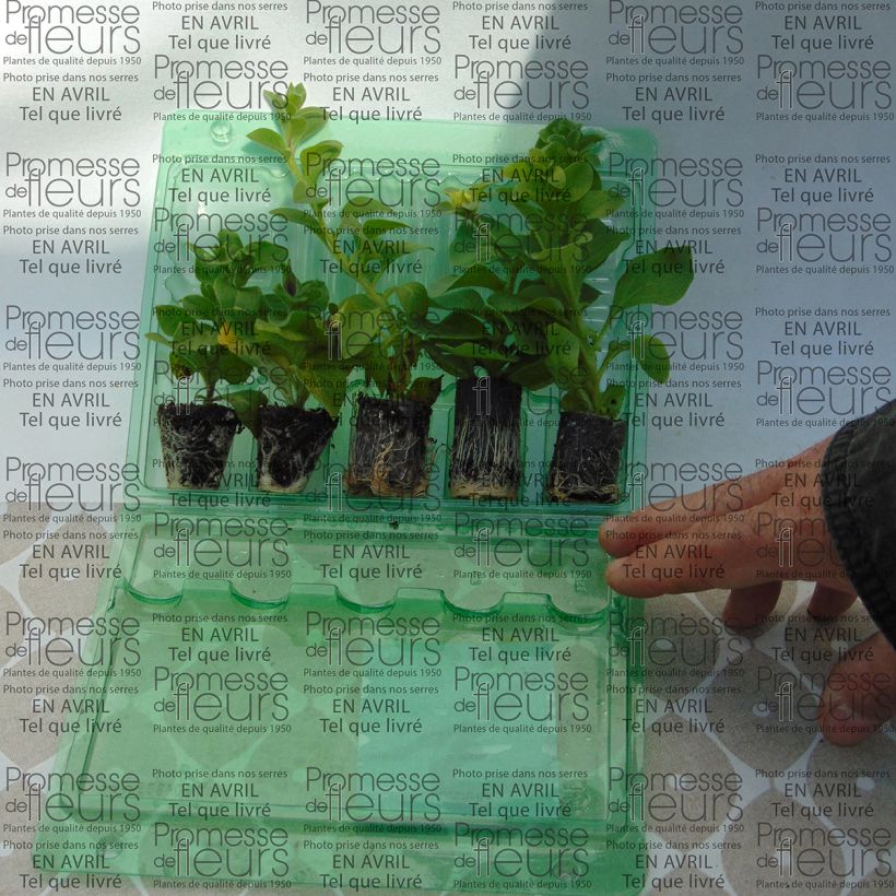 Voorbeeld van een exemplaar van Collectie 5 Dubbele Petunia Surfinia's zoals geleverd