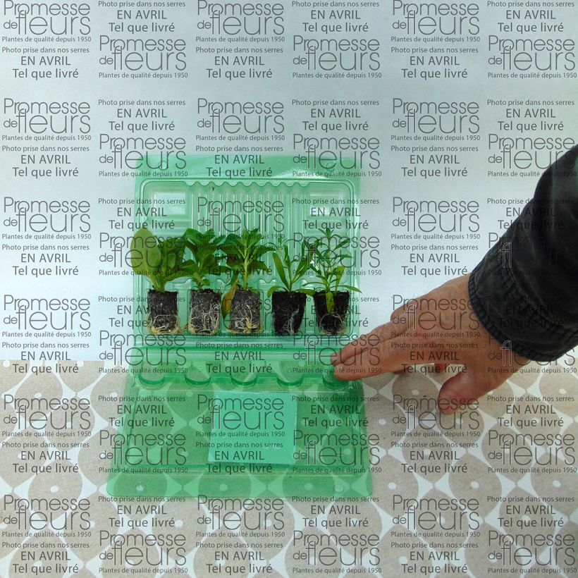 Voorbeeld van een exemplaar van Collectie Berry Cascade zoals geleverd