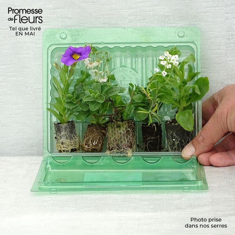 Exemplaar van Collectie Berry Fountain - 5 soorten eenjarigen zoals geleverd in de lente