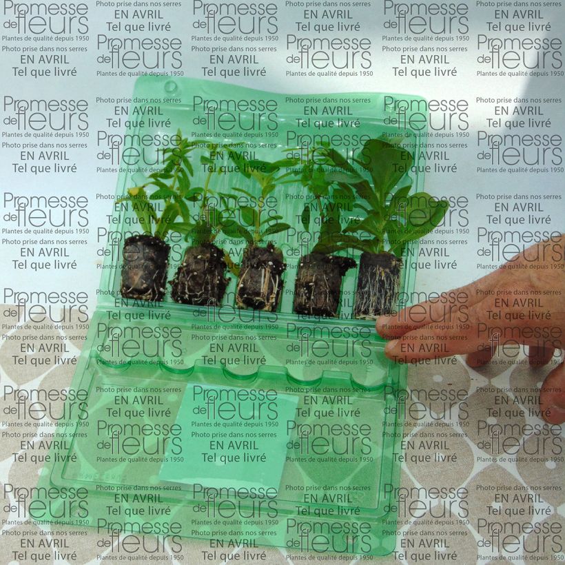 Voorbeeld van een exemplaar van Collectie Blue Wave - 5 eenjarige variëteiten zoals geleverd