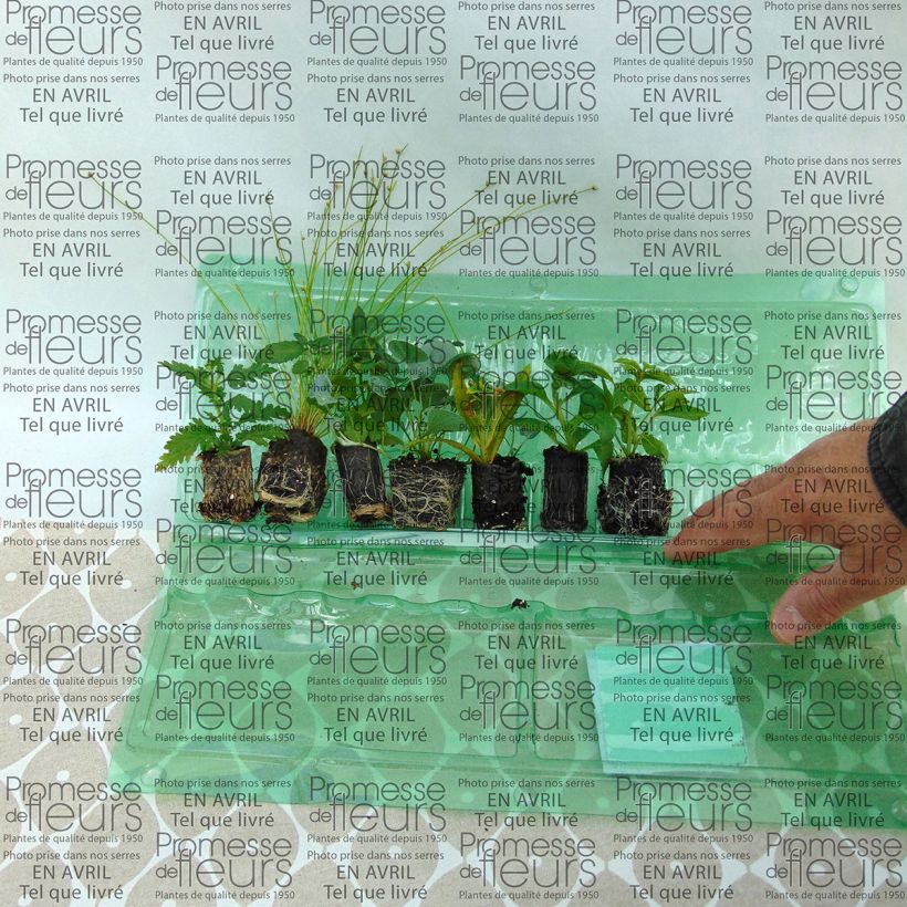 Voorbeeld van een exemplaar van Collectie Witte Plantenbakken - 7 soorten eenjarigen zoals geleverd