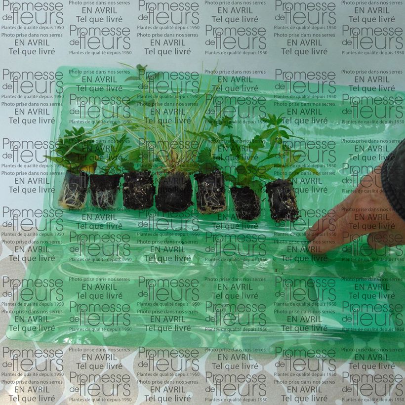 Voorbeeld van een exemplaar van Collectie Blauwe Plantenbak - 6 soorten eenjarigen zoals geleverd