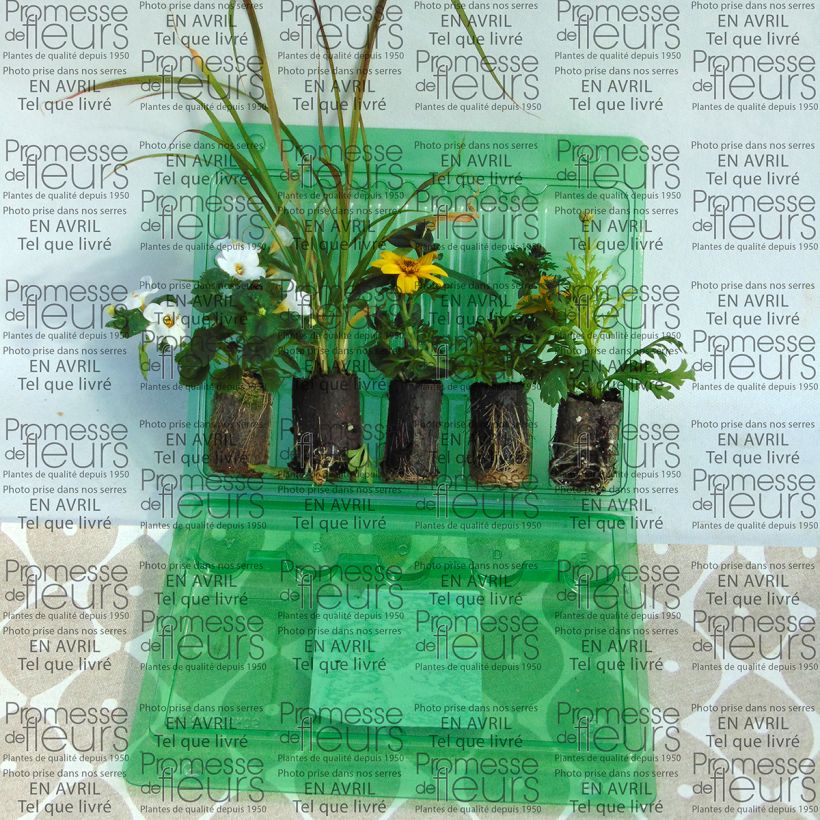 Voorbeeld van een exemplaar van Collectie Gele Bloembak - 5 eenjarige variëteiten zoals geleverd