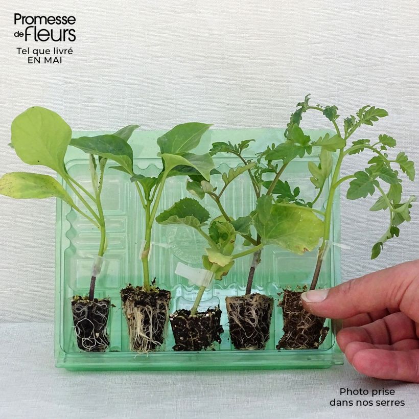 Exemplaar van Zomergroente-collectie, 5 geënte moestuinplanten zoals geleverd in de lente