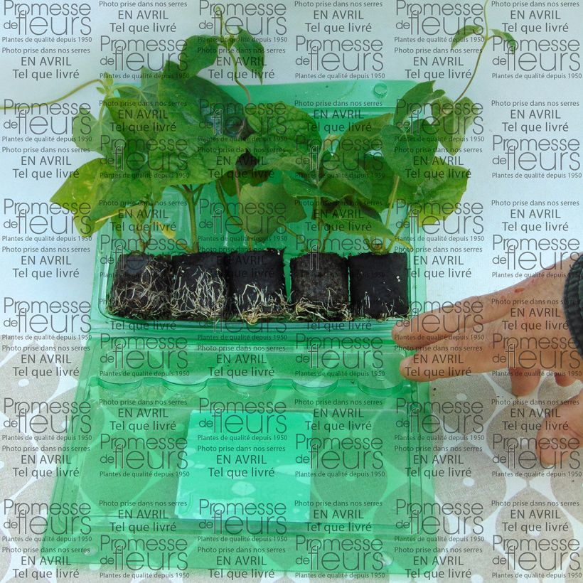 Voorbeeld van een exemplaar van Collectie Thunbergia Alata - Suzanne-met-de-mooie-ogen zoals geleverd