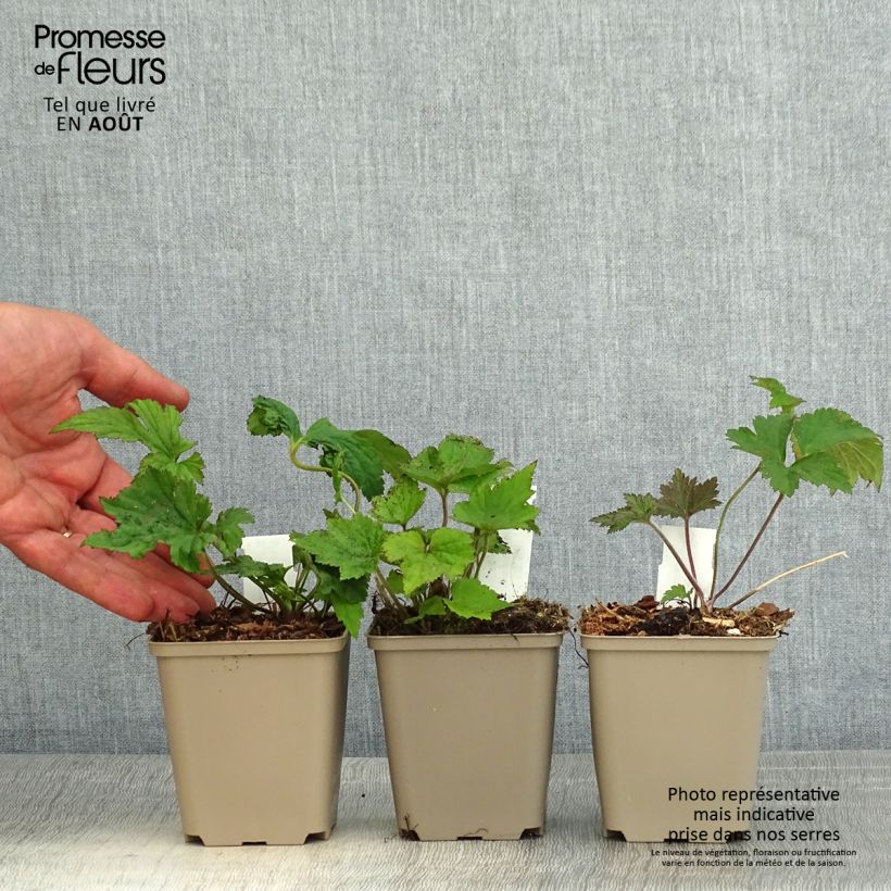 Voorbeeld van een exemplaar van Collectie Japanse Anemonen zoals geleverd