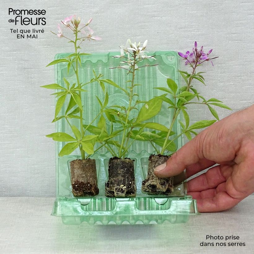 Exemplaar van Collectie van 3 Cleome 'Senorita' zoals geleverd in de lente