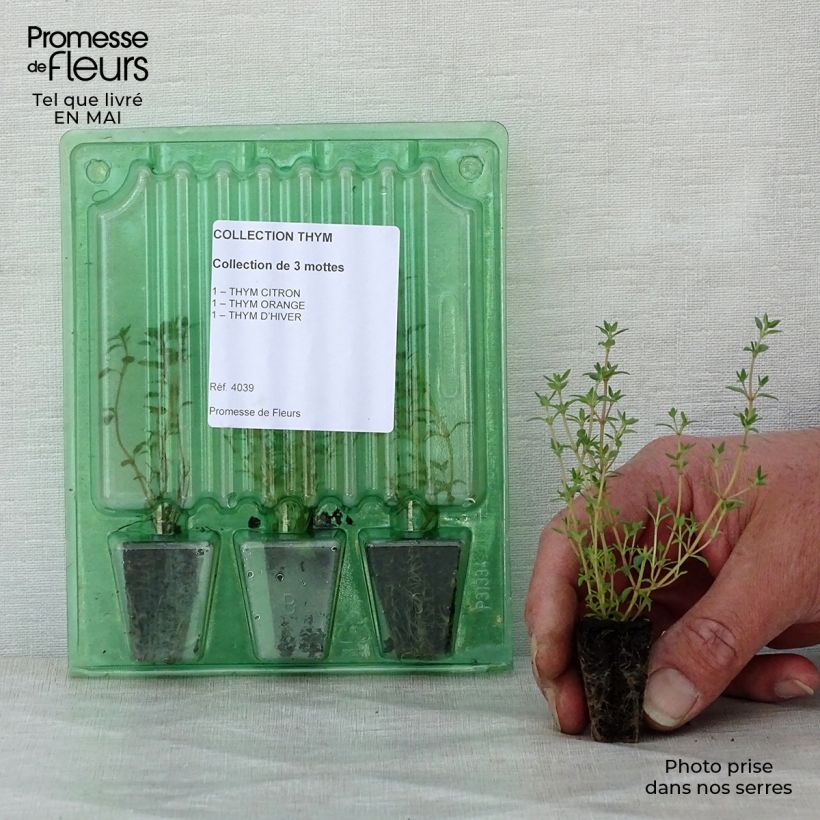 Exemplaar van Collectie van 3 Tijmplanten zoals geleverd in de lente