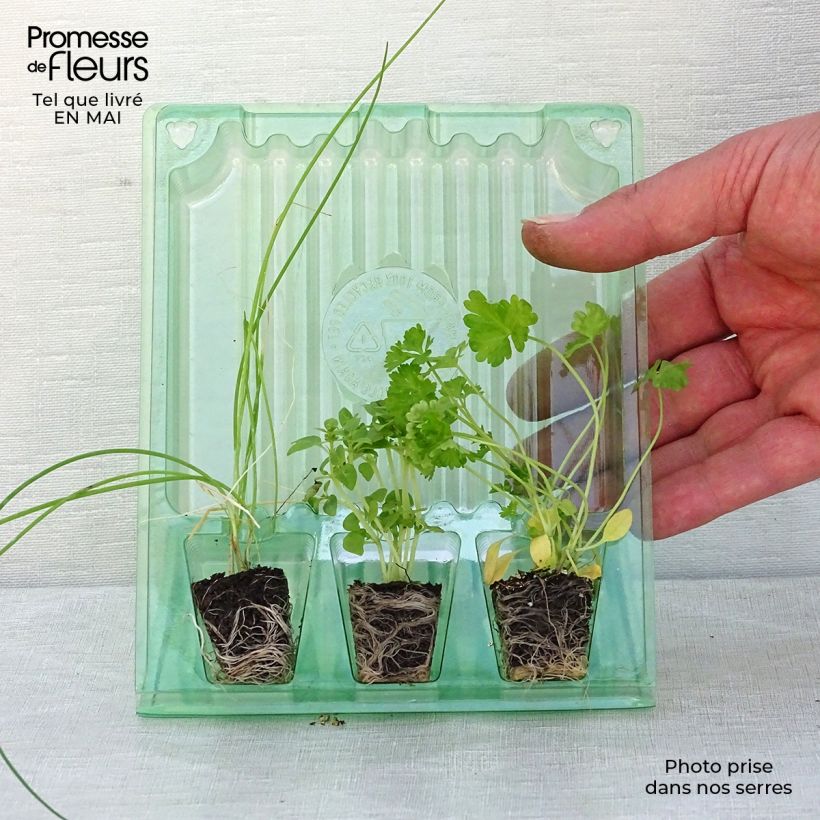 Exemplaar van Collectie van 3 essentiële keukenkruiden zoals geleverd in de lente