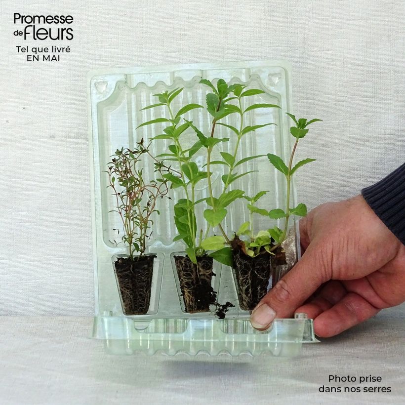 Exemplaar van Collectie van 3 kruidenplanten voor thee en infusies zoals geleverd in de lente