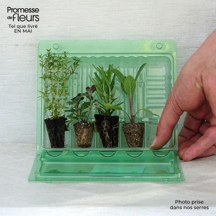 Exemplaar van Collectie van 4 grillkruiden in planten zoals geleverd in de lente