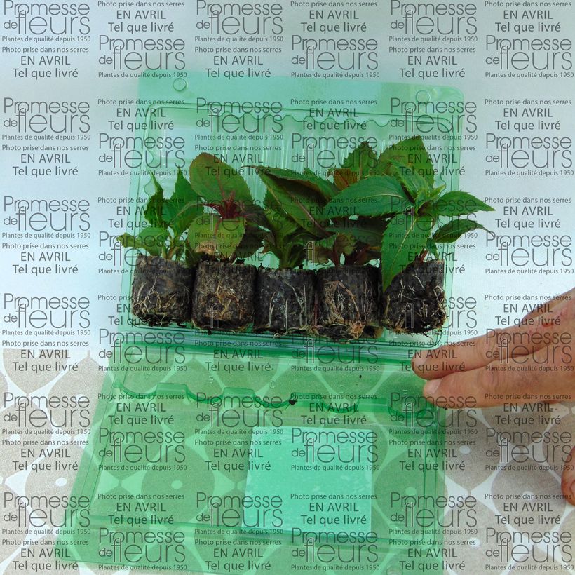 Voorbeeld van een exemplaar van Collection de 5 Impatiens Sunpatiens zoals geleverd