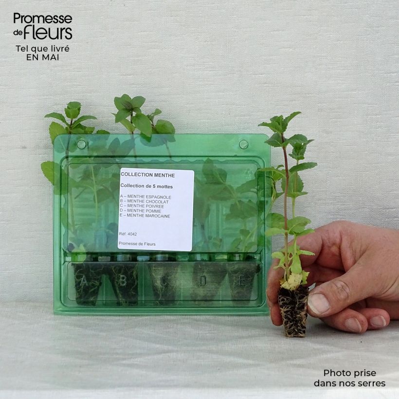 Exemplaar van Collectie van 5 munten in planten zoals geleverd in de lente