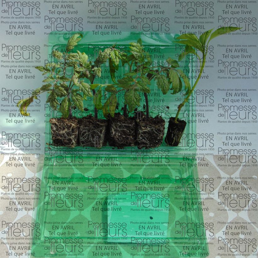 Voorbeeld van een exemplaar van Collectie van 5 tomaten- en paprikaplanten voor balkons zoals geleverd