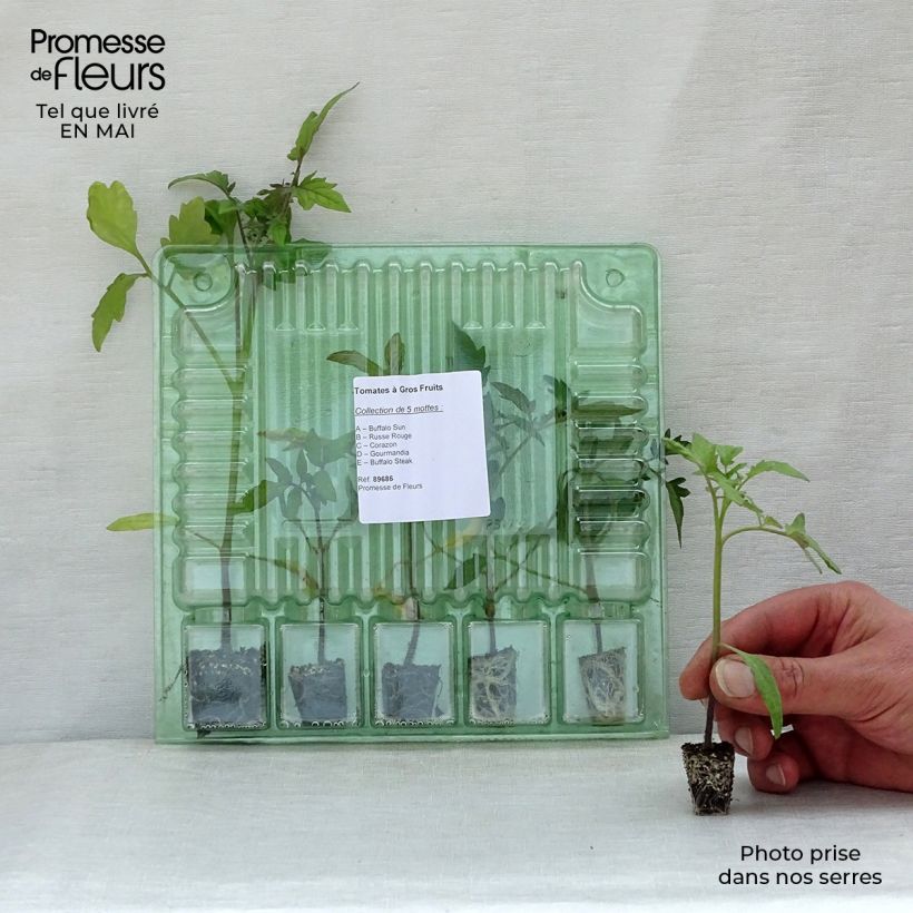 Exemplaar van Collectie van 5 tomatenplanten met grote vruchten zoals geleverd in de lente