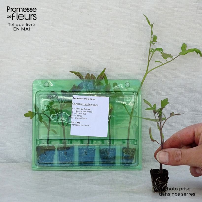 Exemplaar van Collectie van 5 oude en verzameltomaten als planten zoals geleverd in de lente