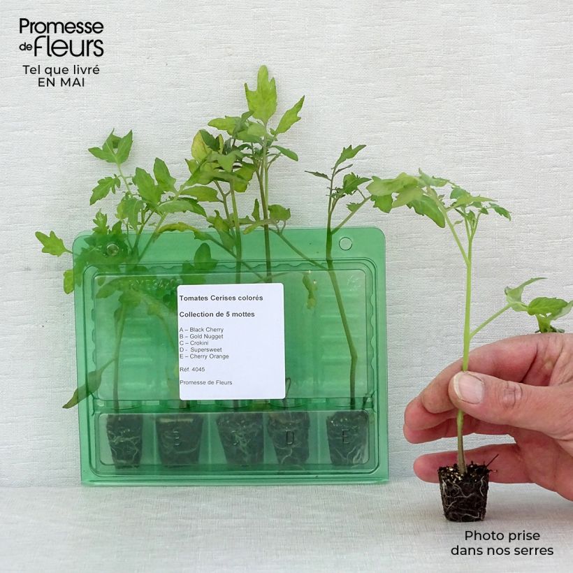 Exemplaar van Collectie van 5 gekleurde kerstomaatplanten zoals geleverd in de lente