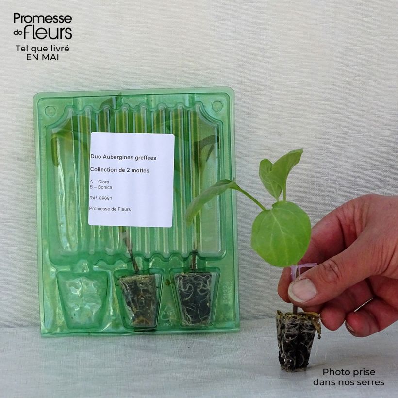 Exemplaar van Duo-collectie van 2 geënte aubergineplanten zoals geleverd in de lente