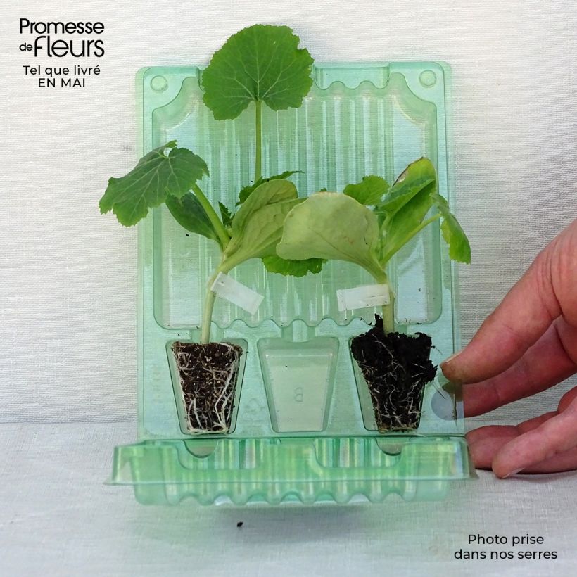 Exemplaar van Collectie duo van 2 gegratteerde courgetteplanten zoals geleverd in de lente