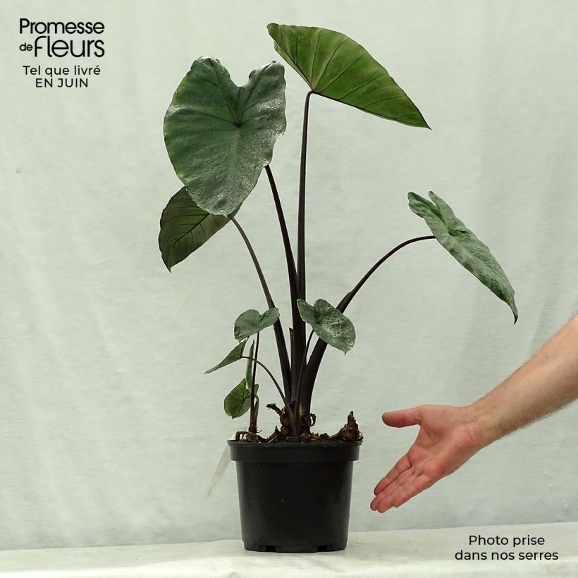 Exemplaar van Colocasia esculenta var. fontanesii Black Stem - Olifantsoor Pot van 3 l/4 l zoals geleverd in de zomer