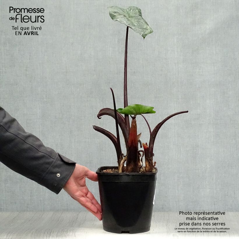 Exemplaar van Colocasia esculenta var. fontanesii Black Stem - Olifantsoor Pot van 3 l/4 l zoals geleverd in de lente