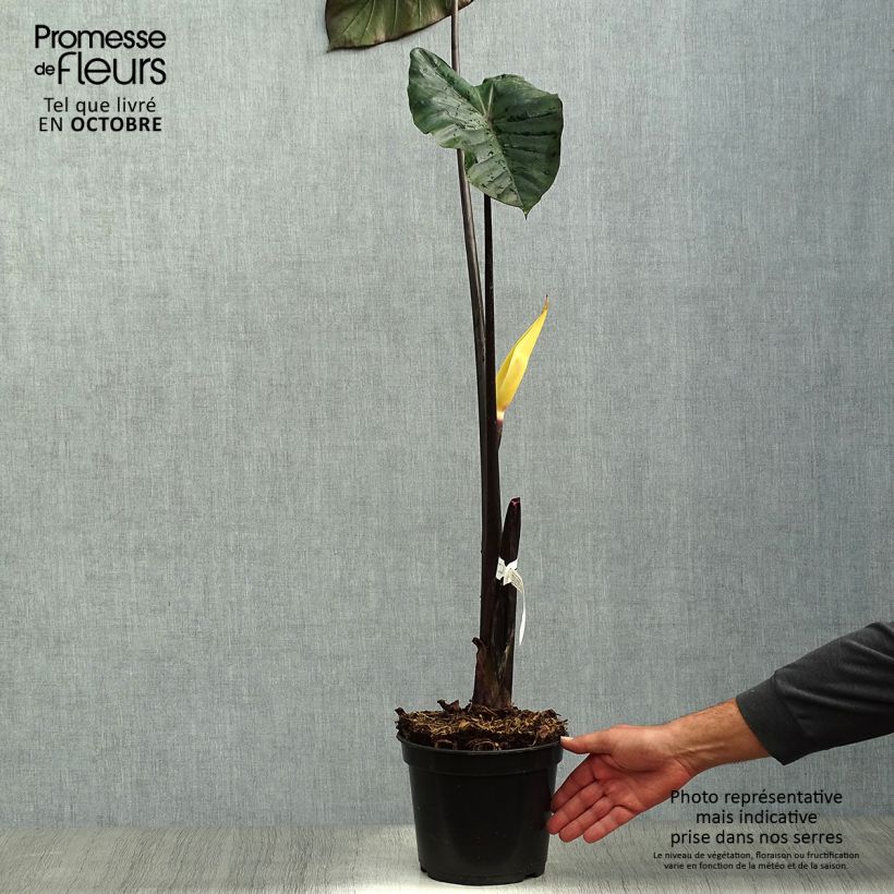 Exemplaar van Colocasia esculenta var. fontanesii Black Stem - Olifantsoor Pot van 3 l/4 l zoals geleverd in de herfst