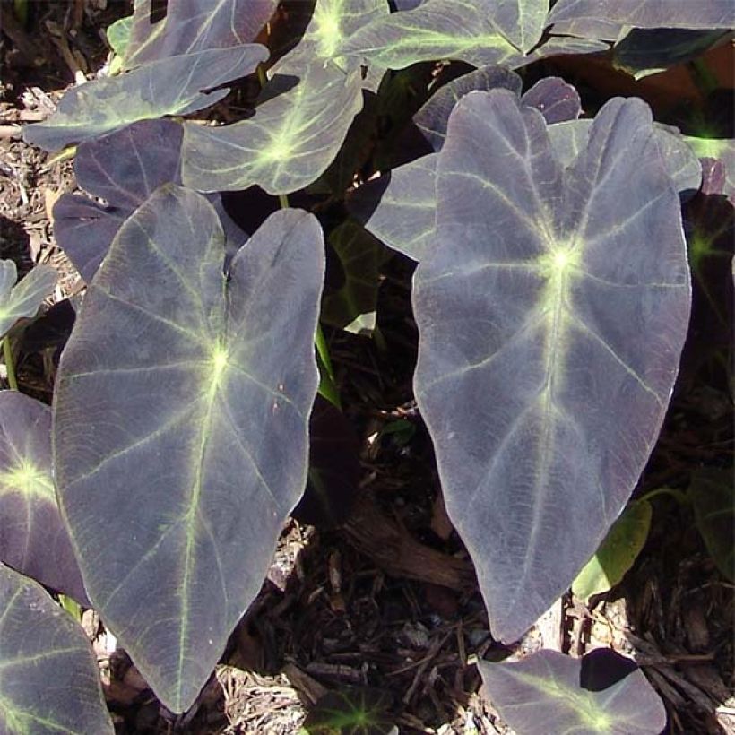 Colocasia Black Magic - Olifantsoor (Blad)